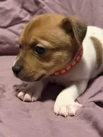 Red Collar , a male Jack Russell Terrier for sale in Pine Mountain, GA – Photo 2 of 4