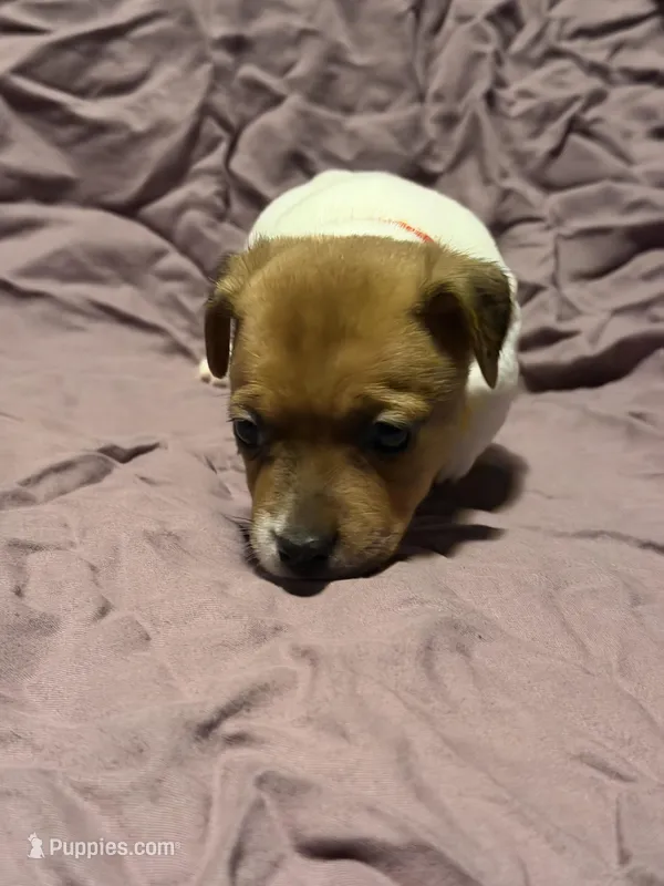 Red Collar  – Jack Russell Terrier puppy for sale in Pine Mountain, GA