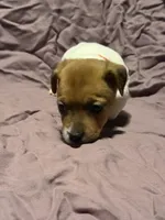 Red Collar , a male Jack Russell Terrier for sale in Pine Mountain, GA – Photo 1 of 4