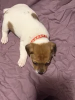 Red Collar , a male Jack Russell Terrier for sale in Pine Mountain, GA – Photo 4 of 4