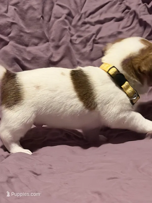 Yellow collar  – Jack Russell Terrier puppy for sale in Pine Mountain, GA