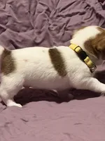 Yellow collar , a male Jack Russell Terrier for sale in Pine Mountain, GA – Photo 1 of 4