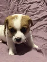 Yellow collar , a male Jack Russell Terrier for sale in Pine Mountain, GA – Photo 3 of 4