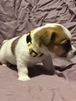 Yellow collar , a male Jack Russell Terrier for sale in Pine Mountain, GA – Photo 4 of 4