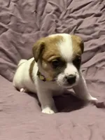 Yellow collar , a male Jack Russell Terrier for sale in Pine Mountain, GA – Photo 2 of 4