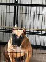 Sadie , a female American Bully for sale in Colchester, VT – 4 of 10