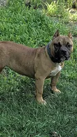 Sadie , a female American Bully for sale in Colchester, VT – 5 of 10