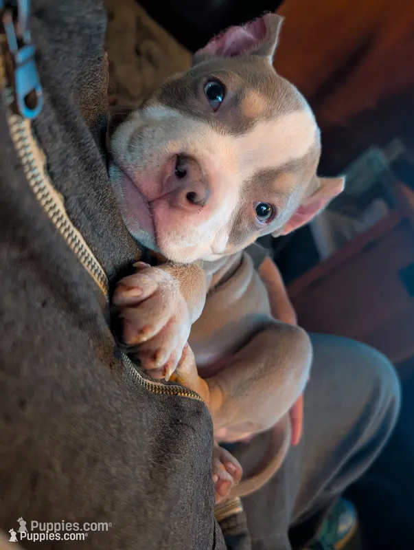 Leroy , a male American Bully for sale in Colchester, VT – 1 of 7