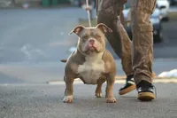 cash, a male American Bully for sale in Colchester, VT – 7 of 9