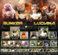Sadie , a female American Bully for sale in Colchester, VT – 2 of 10
