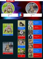 cash, a male American Bully for sale in Colchester, VT – 6 of 9