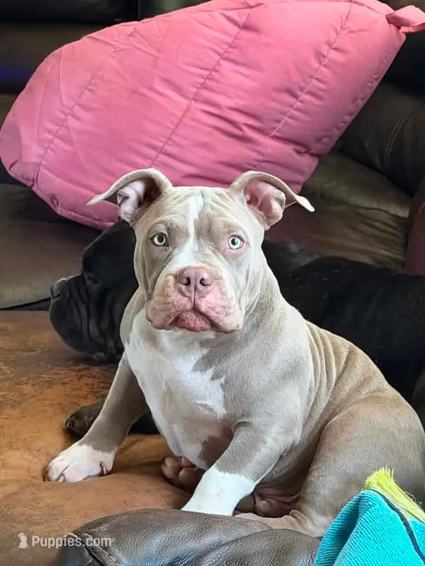 cash – American Bully puppy for sale in Colchester, VT