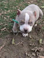 Leroy , a male American Bully for sale in Colchester, VT – 3 of 7