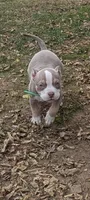 Leroy , a male American Bully for sale in Colchester, VT – 4 of 7