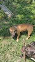 Sadie , a female American Bully for sale in Colchester, VT – 8 of 10
