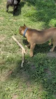 Sadie , a female American Bully for sale in Colchester, VT – 7 of 10