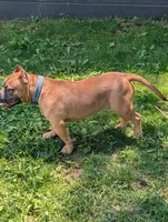 Sadie , a female American Bully for sale in Colchester, VT – 10 of 10