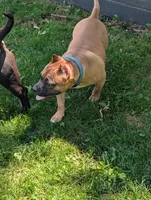 Sadie , a female American Bully for sale in Colchester, VT – 9 of 10