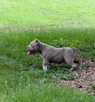 cash, a male American Bully for sale in Colchester, VT – 2 of 9