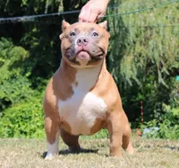 Sadie , a female American Bully for sale in Colchester, VT – 3 of 10