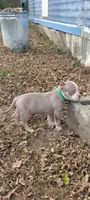 Leroy , a male American Bully for sale in Colchester, VT – 2 of 7