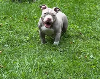 cash, a male American Bully for sale in Colchester, VT – 4 of 9