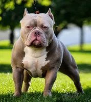 cash, a male American Bully for sale in Colchester, VT – 5 of 9