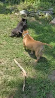 Sadie , a female American Bully for sale in Colchester, VT – 6 of 10