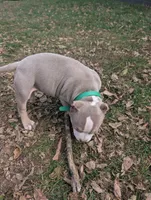 Leroy , a male American Bully for sale in Colchester, VT – 6 of 7