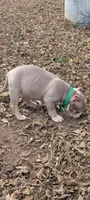Leroy , a male American Bully for sale in Colchester, VT – 7 of 7