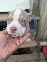 Leroy , a male American Bully for sale in Colchester, VT – 5 of 7