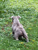 cash, a male American Bully for sale in Colchester, VT – 3 of 9