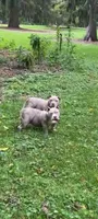 cash, a male American Bully for sale in Colchester, VT – 9 of 9