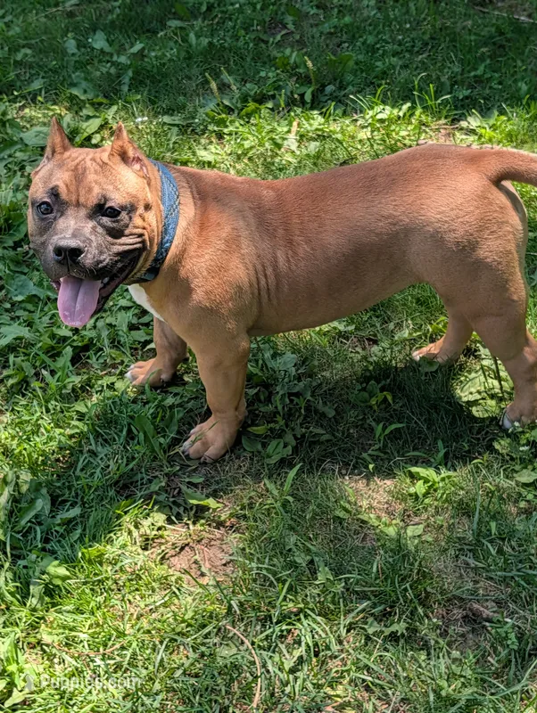 Sadie  – American Bully puppy for sale in Colchester, VT
