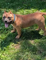 Sadie , a female American Bully for sale in Colchester, VT – 1 of 10
