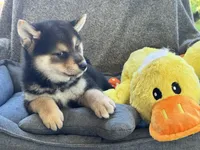 Katoro, a male Shiba Inu for sale in Fresno, CA – 5 of 5