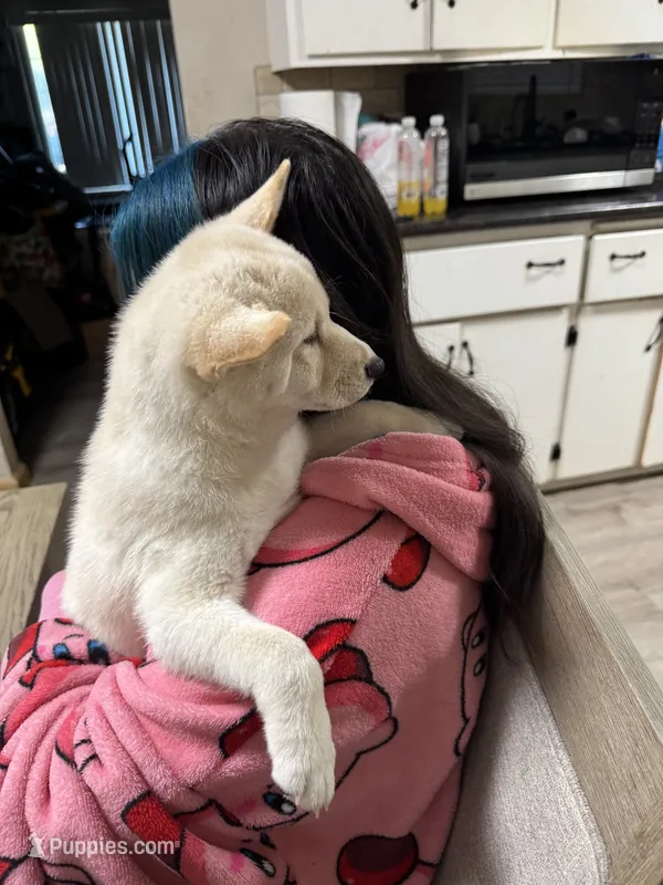 Ichiro  – Shiba Inu puppy for sale in Fresno, CA
