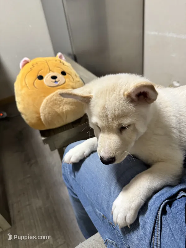 Ichiro  – Shiba Inu puppy for sale in Fresno, CA