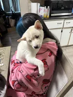 Ichiro , a male Shiba Inu for sale in Fresno, CA – 2 of 10
