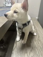Ichiro , a male Shiba Inu for sale in Fresno, CA – 10 of 10