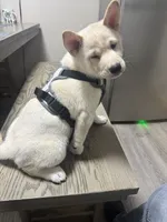 Ichiro , a male Shiba Inu for sale in Fresno, CA – 5 of 10