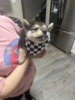 Katoro, a male Shiba Inu for sale in Fresno, CA – 2 of 5