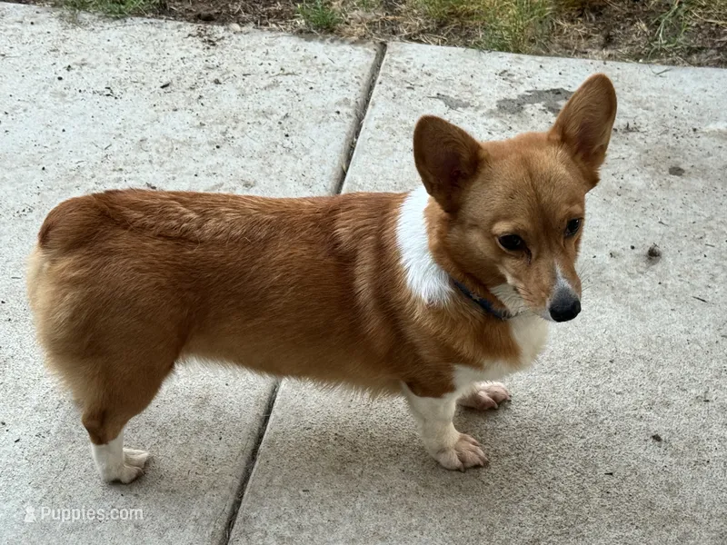 AKC Selina  – Pembroke Welsh Corgi puppy for sale in Fresno, CA