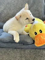 Ichiro , a male Shiba Inu for sale in Fresno, CA – 4 of 5
