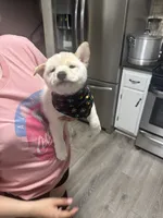 Ichiro , a male Shiba Inu for sale in Fresno, CA – 3 of 5