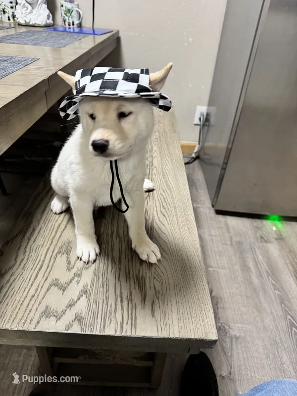 Ichiro  – Shiba Inu puppy for sale in Fresno, CA