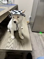 Ichiro , a male Shiba Inu for sale in Fresno, CA – 7 of 10