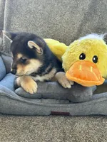 Katoro, a male Shiba Inu for sale in Fresno, CA – 4 of 5