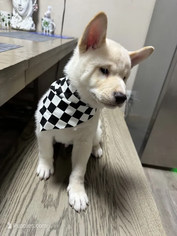 Ichiro  – Shiba Inu puppy for sale in Fresno, CA