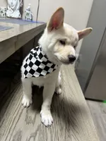 Ichiro , a male Shiba Inu for sale in Fresno, CA – 1 of 10